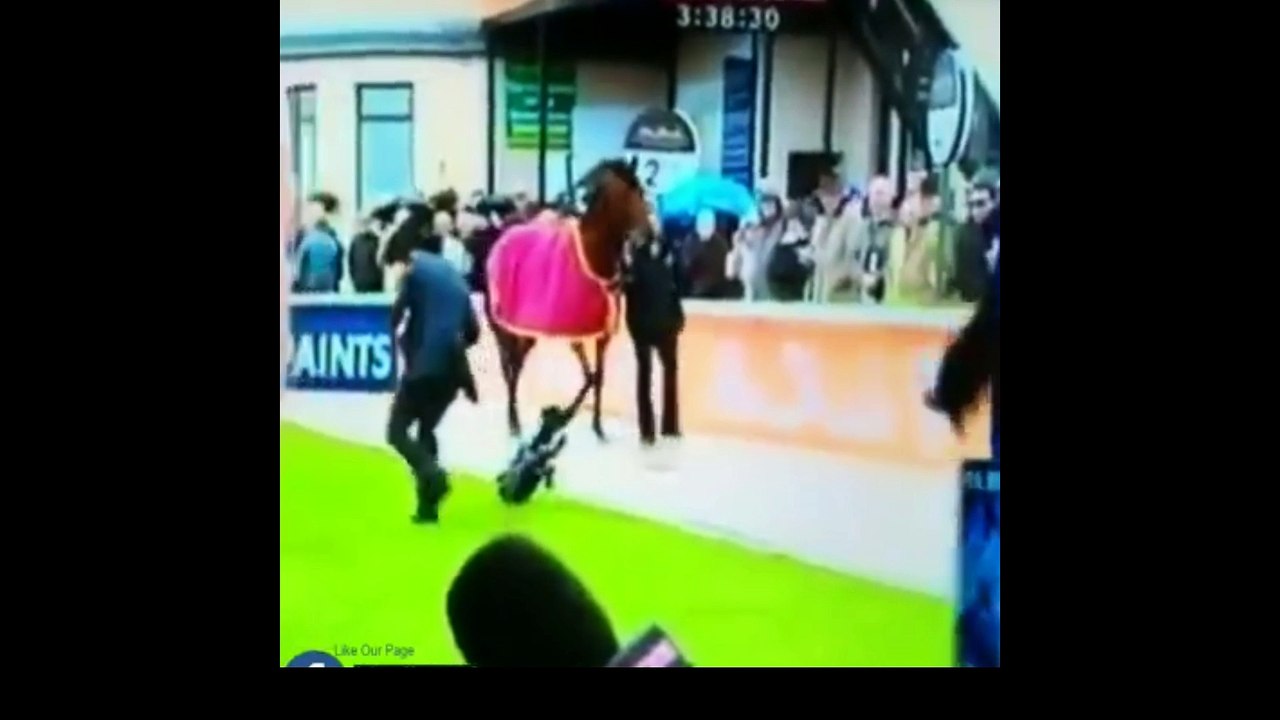 Funny Horse