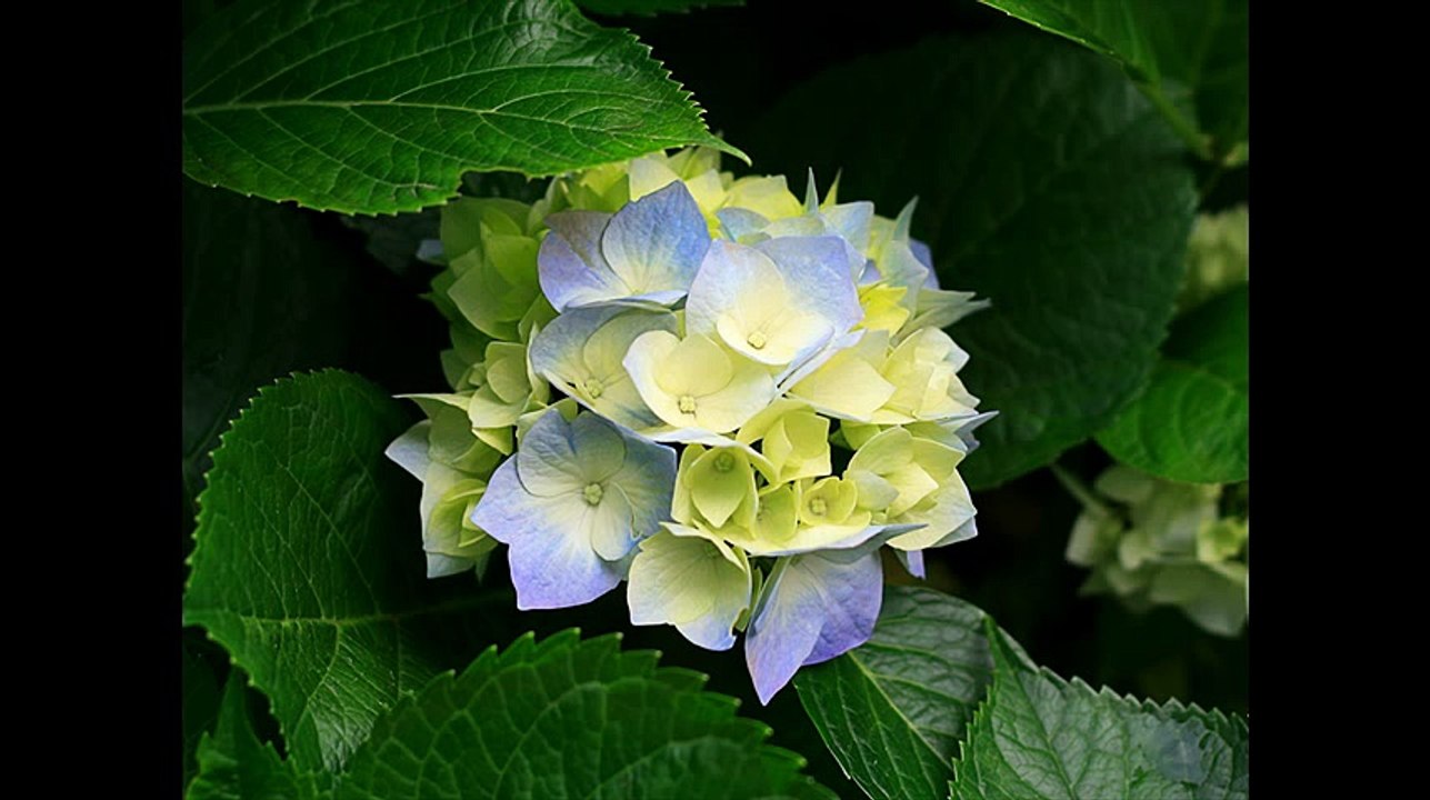 ParfumPheromonePria4