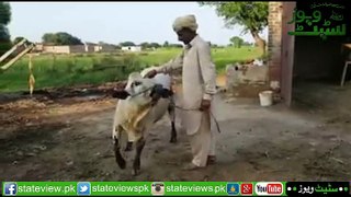 How A Bull Carryout Every Order of It,s Master to Know Watch Video