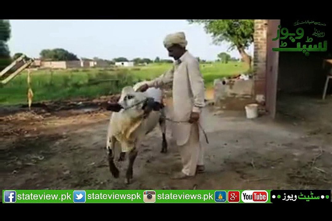 How A Bull Carryout Every Order of It,s Master to Know Watch Video