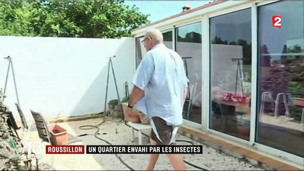 Roussillon : un quartier envahi par les insectes