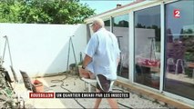Roussillon : un quartier envahi par les insectes