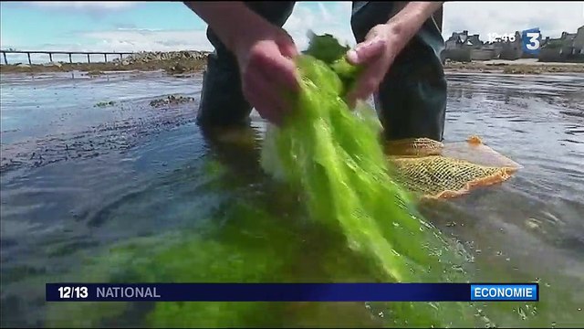 Les scientifiques cherchent à maîtriser la reproduction des algues