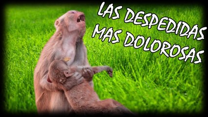 LAS 8 DESPEDIDAS MAS DOLOROSAS Y DESGARRADORAS ENTRE ANIMALES (PARTE 3) | OSCAR JACK