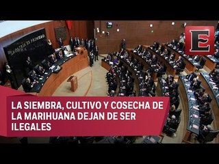 Aprueban en el Senado el uso medicinal de la marihuana