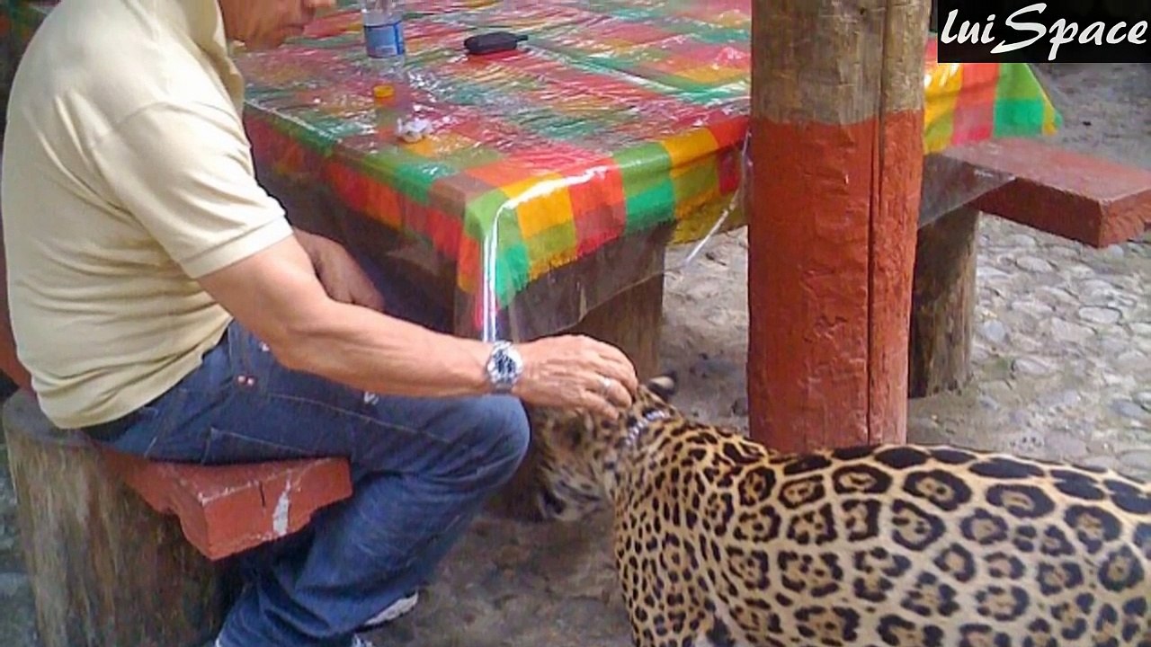 Las 10 Mascotas Más Increíbles del Mundo