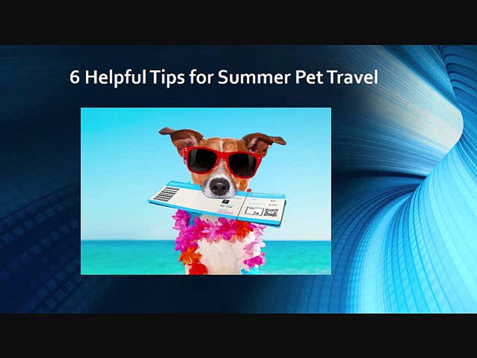 6 Helpful Tips for Summer Pet Travel