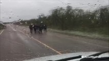 Roads blocked by cattle due to flooding from Harvey