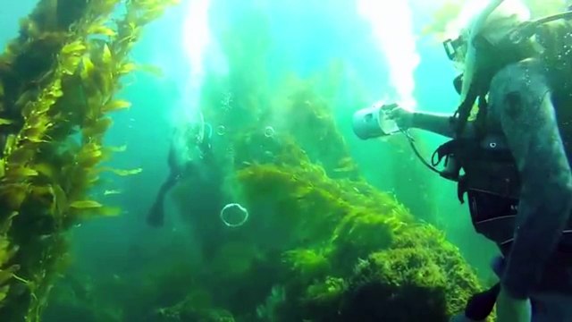 Ils s’amusent à se tirer dessus avec des pistolets sous-marin à air comprimé