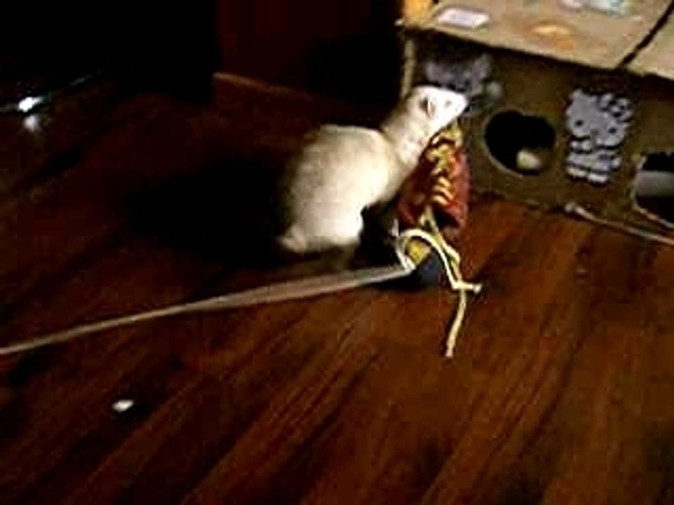 Peluche et le chausson d'escalade