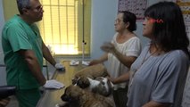 Muğla Marmaris'te Üç Yavru Köpeğe İşkence Yapan Asker Gözaltına Alındı