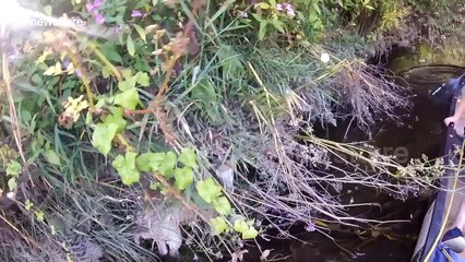 Good samaritans rescue sheep stuck in Welsh river