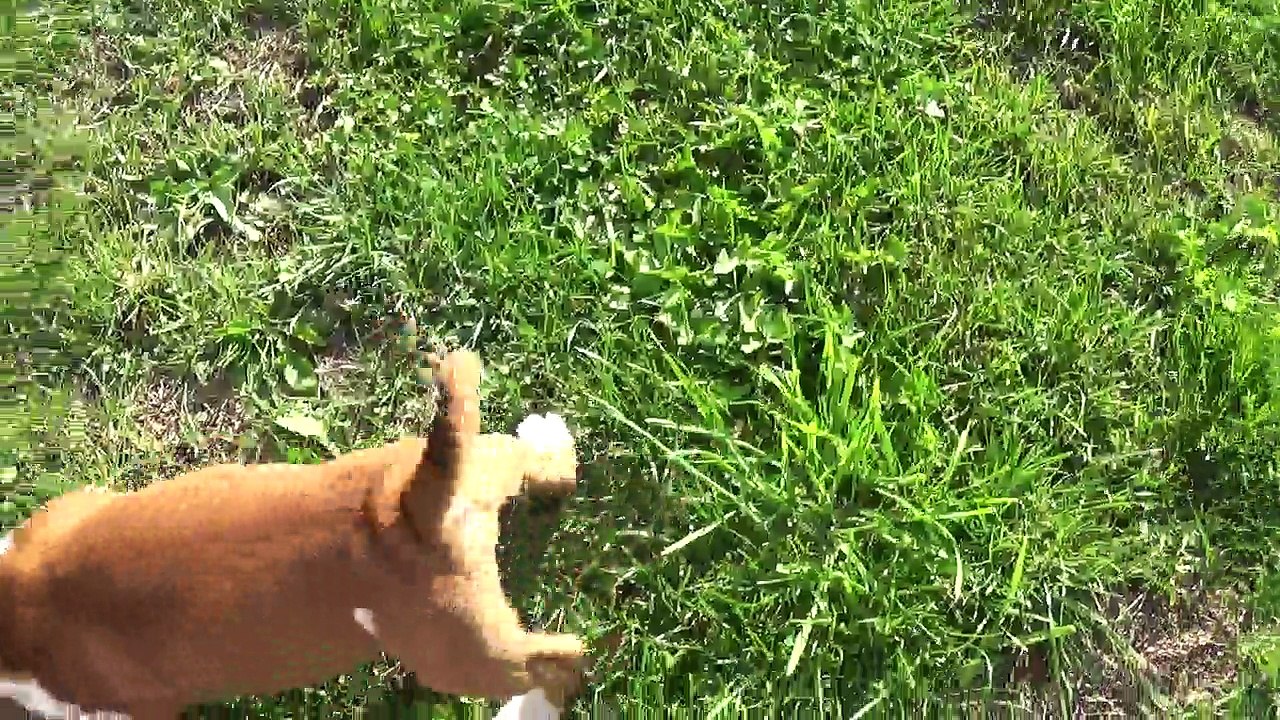88ème Vidéo N'LAÏKA de STAFFORDLAND