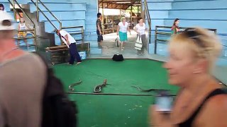 Amazing spectacled snakes show 2017