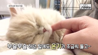 심장폭격! 아기고양이 요지의 애교영상 모음 | 김메주와고양이들
