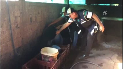 Adana'da Ahırda Kaçak İçki Üreten Kişi Yakalandı