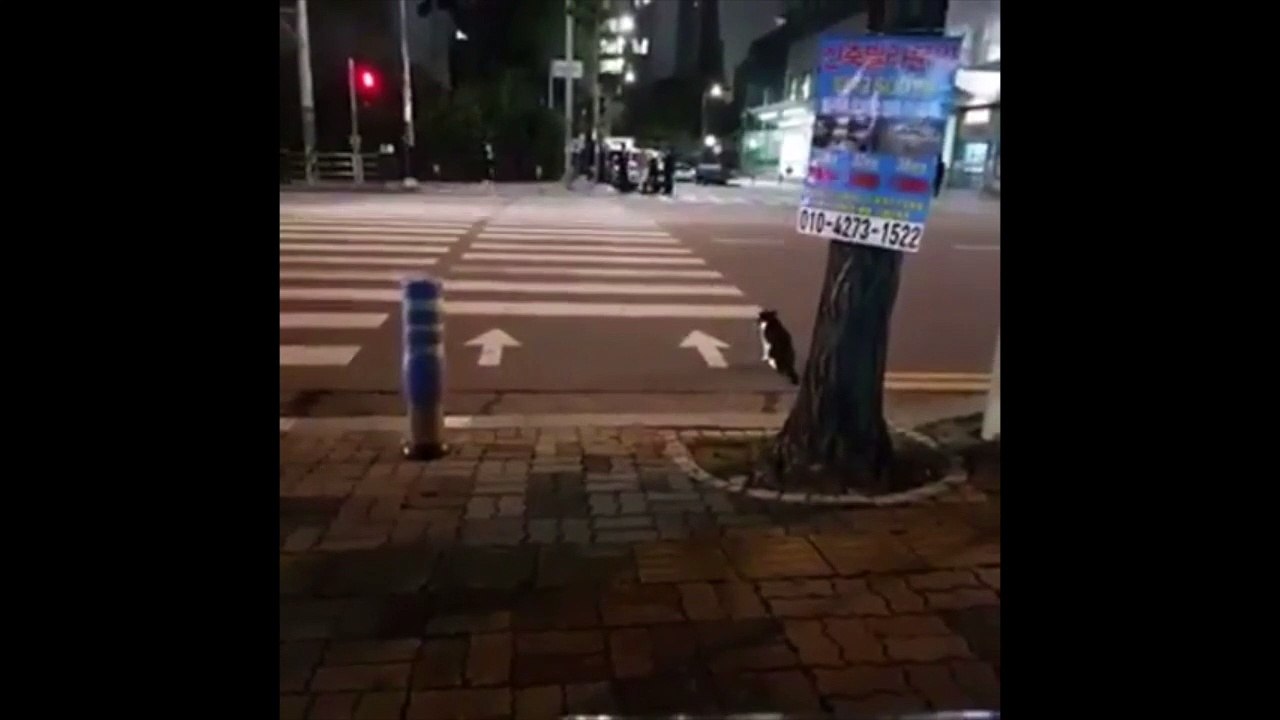 Incroyable : ce chat sait quand il doit traverser au passage piéton
