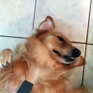 Ce chien adore se faire masser par l'aspirateur