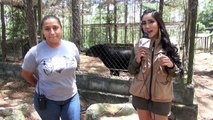 El tapir un animal en peligro de extinción