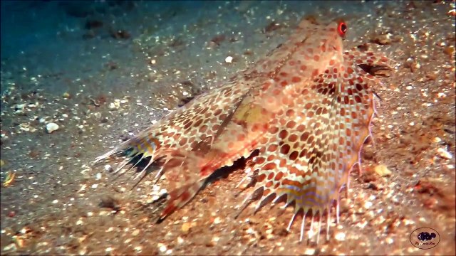 Un magnifique poisson Triglidae se camoufle parfaitement au fond de l'océan