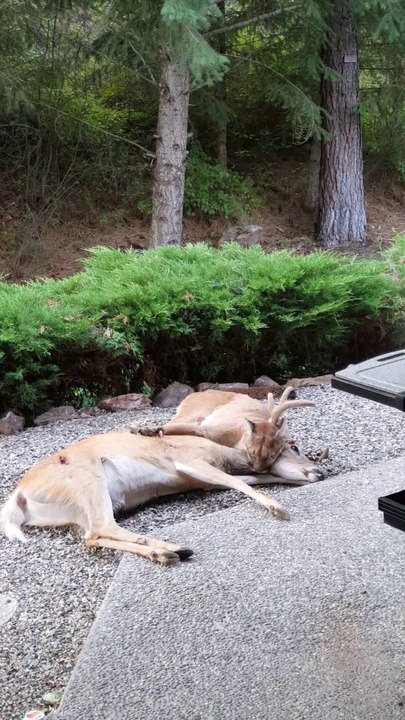 Quand un couguar te remmène sa proie juste devant chez toi... Encombrant