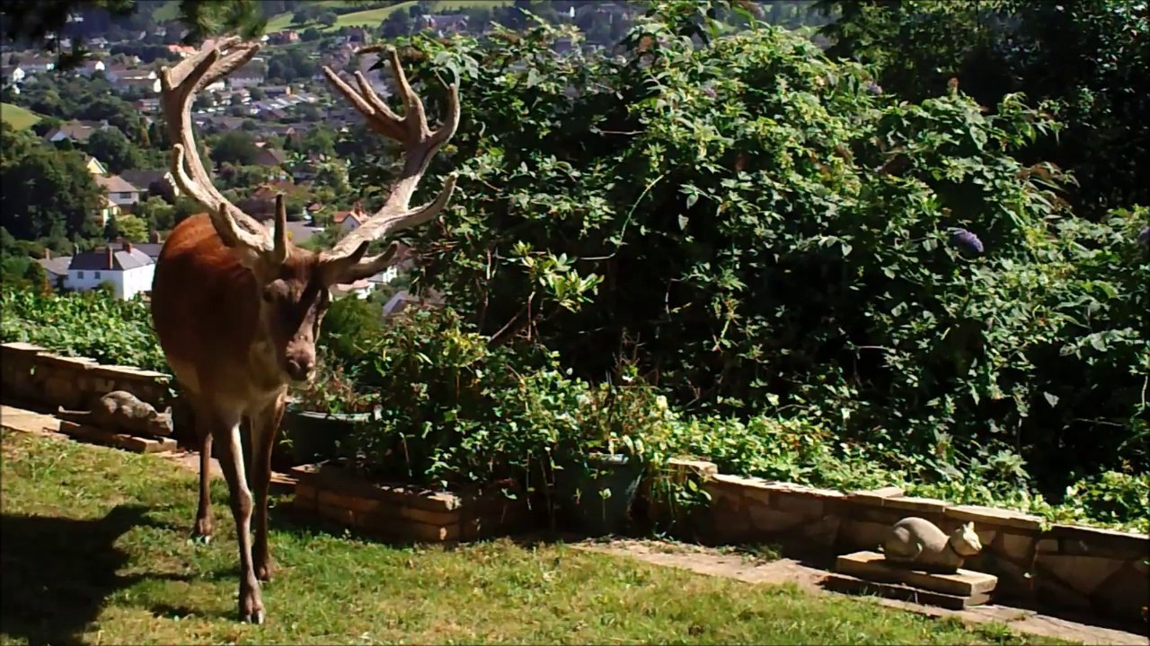Regardez ce que cet homme croise dans son jardin... Extraordinaire