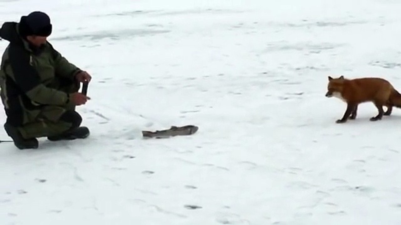 Ce pecheur essaie d'apprivoiser un renard affamé