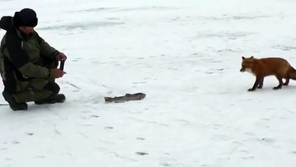 Ce pecheur essaie d'apprivoiser un renard affamé