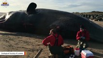 Researchers Say Northern Lights Linked To The Stranding Of 29 Whales