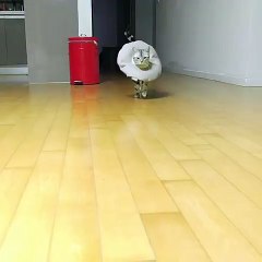 Cat Practices Runway Walk