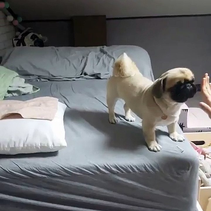 Pug High Five