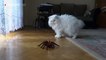 Araña de juguete goza aterrorizando a un pobre gato