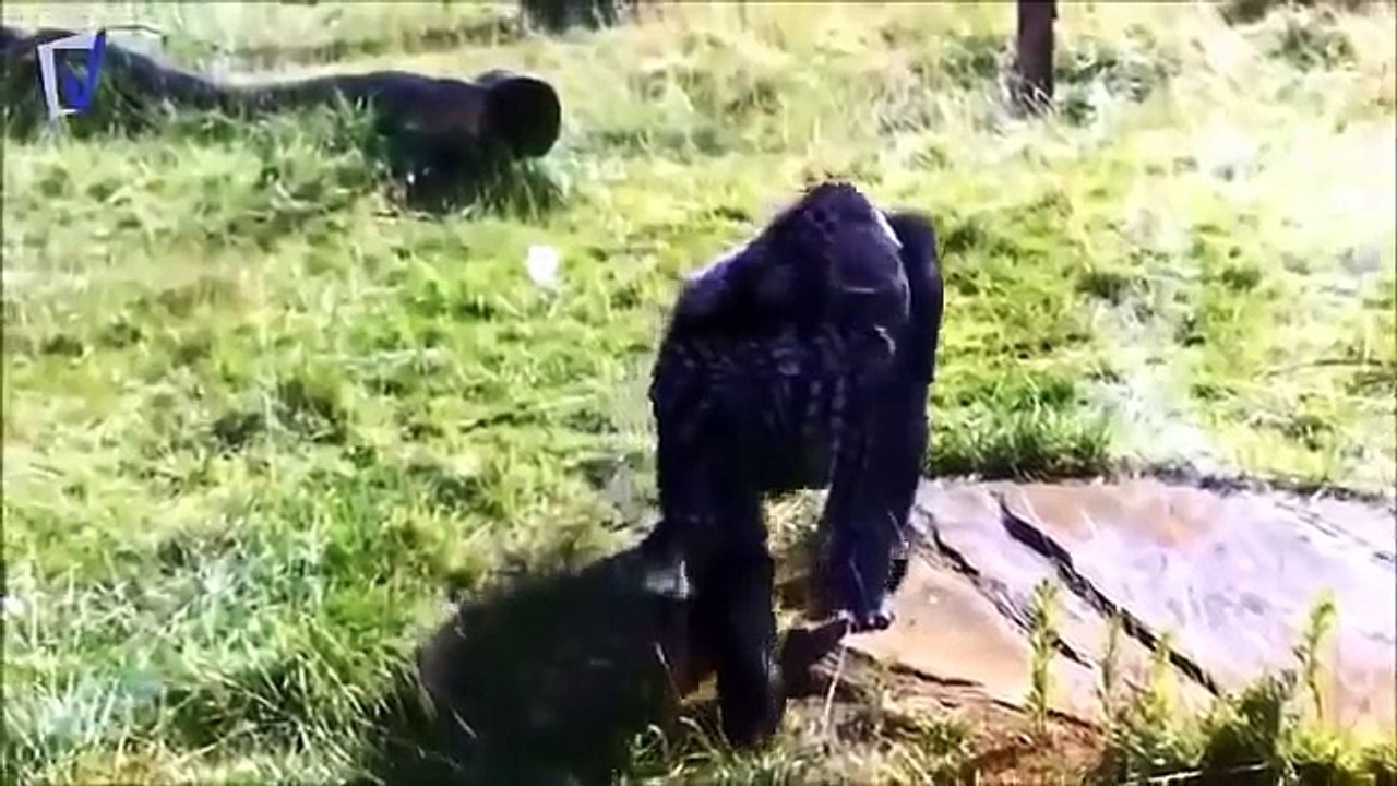 최고의 동물의 공격 ✪ 상위 10 고릴라 공격 인간 동물원에서