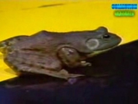 Ciel mon mardi 1991 [Le bruit et l'odeur] Dechavanne