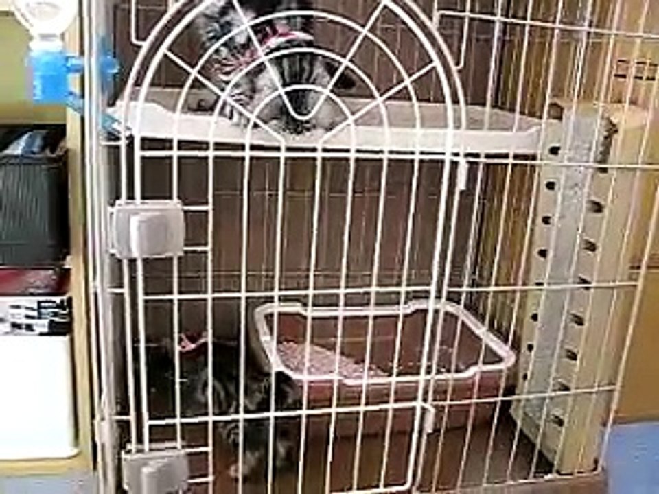 どんな時もゴロゴロ　木原秀樹 (3)