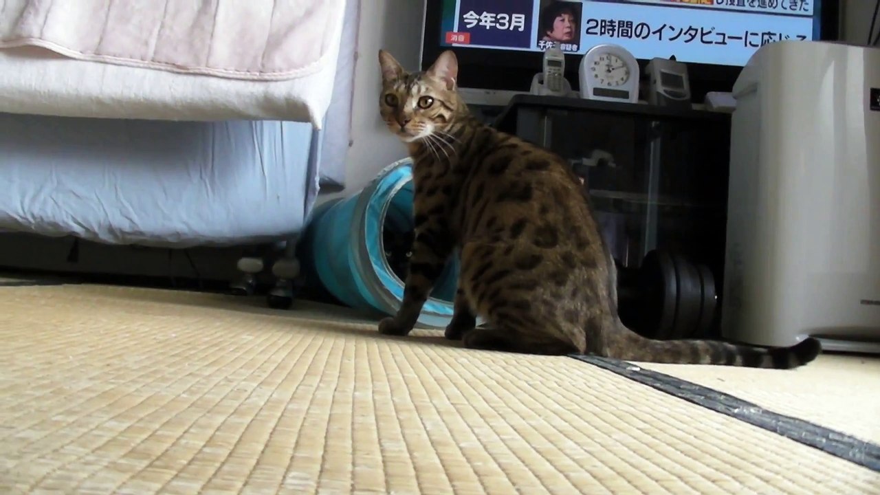 どんな時もゴロゴロ　木原秀樹 (4)