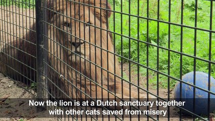 Dutch give big cats hunting lessons in return to the wild
