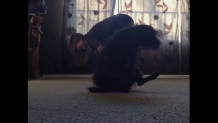 Dog Could Not Care Less About Its Human Doing Yoga