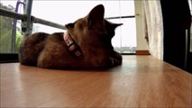【子猫 姉妹　ねねここの日常　 part.1】　　猫のアニマルセラピー動画