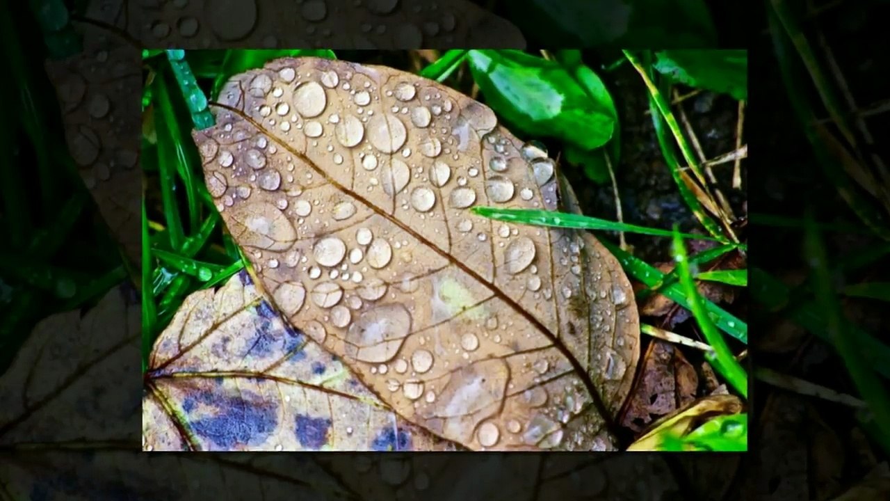 CANKAN ŞİMDİ NE HALDE ?!? + (25 İLGİNÇ BİLGİ)