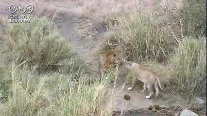 徳川高人　百獣の王ライオンの生態