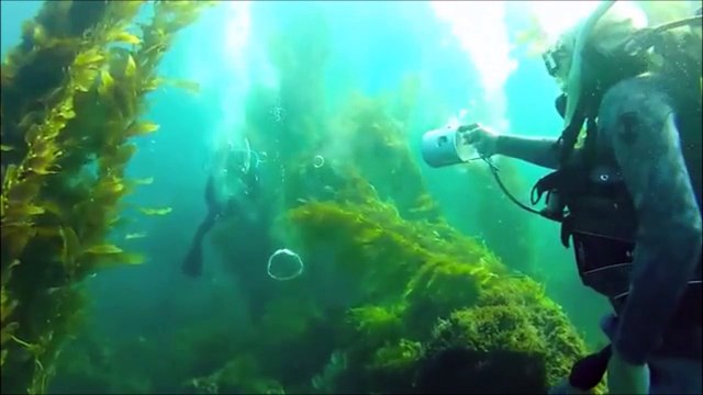 Ce plongeur a inventé un pistolet sous-marin à air comprimé pour faire des batailles façon airsoft