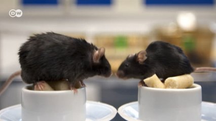 Estudo indica que predisposição ao diabetes pode ser herdada