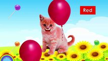 Learn Colors With Cute Cats And Candy 색상 배우기 귀여운 고양이 과자