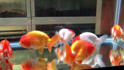 Goldfish Ranchu
