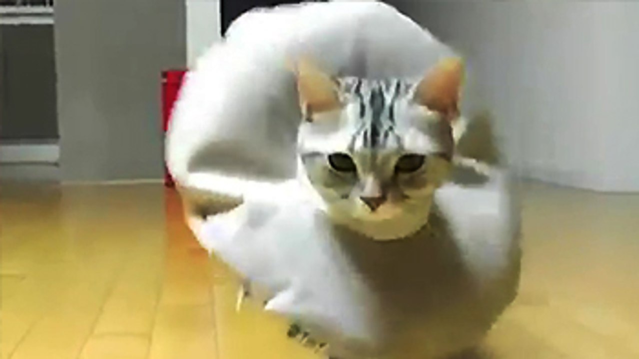 Un chat marche comme une mannequin