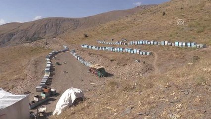 Karakovan Balında Yüksek Rekolte Beklentisi