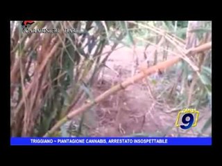 Triggiano | Piantagione cannabis, arrestato insospettabile