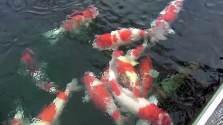 Sakai Fish Farm