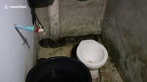 Evacuation d'un serpent Python de 4 mètres dans les toilettes !!!